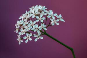 ai gerado fresco lilás Flor lindo roxa flores neural rede ai gerado foto