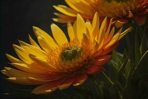 ai gerado ramalhete do amarelo gerbera flores em uma Sombrio fundo. generativo ai foto