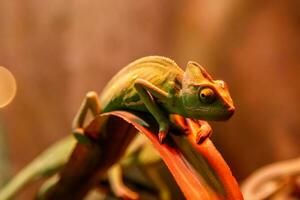 lindo lagarto chamaeleonidae em uma ramo foto