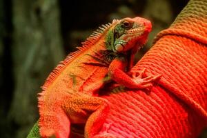 lindo iguana dentro vermelho luz sentado em uma ramo foto