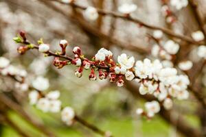 belas floração cereja galhos em que a abelhas sentar foto