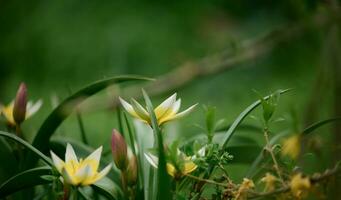 florescendo branco tulipas dentro a jardim entre verde grama, Primavera dia foto