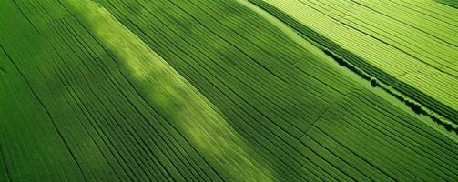 ai gerado Alto resolução aéreo cenas verde campo foto