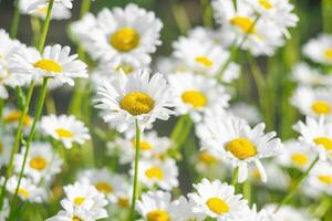 selvagem margarida flores crescendo em Prado, branco camomilas em verde Relva fundo. foto