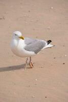 uma gaivota em pé em a de praia foto