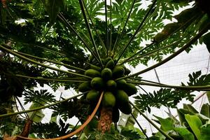 uma ampla árvore com muitos verde folhas e fruta crescendo foto