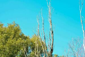 árvores contra uma azul céu foto