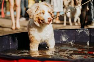 um filhote de cachorro pastor australiano de olhos azuis se banhando em uma piscina canina foto