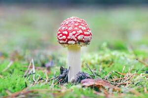 jovem amanita muscaria, conhecido Como a mosca agárico ou mosca amanita. cura e medicinal cogumelo com vermelho boné crescendo dentro floresta. pode estar usava para micro dosagem, espiritual práticas e xamã rituais foto