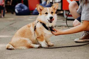 um lindo cachorro corgi. animal de estimação feliz, retrato de um corgi dourado foto