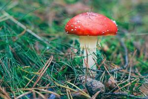 maduro amanita muscaria, conhecido Como a mosca agárico ou mosca amanita. cura e medicinal cogumelo com vermelho boné crescendo dentro floresta. pode estar usava para micro dosagem, espiritual práticas e xamã rituais foto