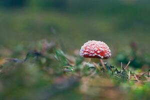 jovem amanita muscaria, conhecido Como a mosca agárico ou mosca amanita. cura e medicinal cogumelo com vermelho boné crescendo dentro floresta. pode estar usava para micro dosagem, espiritual práticas e xamã rituais foto