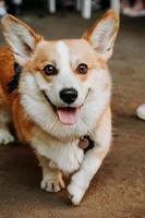 um lindo cachorro corgi. animal de estimação feliz, retrato de um corgi dourado foto