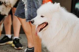 fotografia samoieda laika. samoiedo branco entre a multidão de pessoas foto