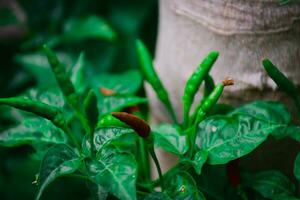 chiando pássaro olho Pimenta brilhante vermelho pimenta, essencial ingrediente para picante cozinhando delícias foto