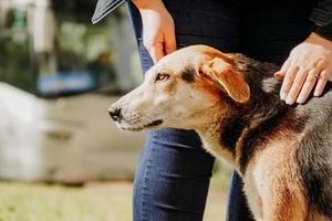 a mulher acaricia o cachorro do quintal. amar e cuidar de cães vadios foto