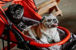 dois pugs adultos em um carrinho de bebê vermelho. pug preto e cinza foto