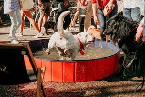 grande cachorro branco se banha em uma piscina para cães. dia ensolarado de verão foto