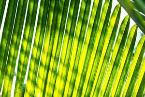 Palma folha detalhes. tropical exuberante folhagem textura. foto