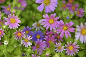 uma tapete do multicolorido flores pálido Rosa cosmea flores em uma flor cama. grande quantidade do lindo flores foto