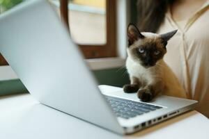 animais gato agindo gostar uma humano. gato trabalhando às computador portátil computador foto