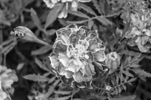 calêndula de calêndula de calêndula de flor selvagem crescendo no prado de fundo foto