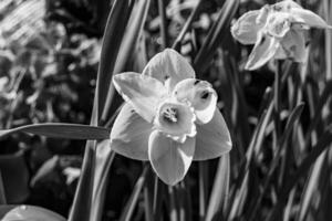 flor de beleza selvagem com néctar florescendo no campo foto