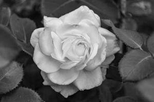 fotografia sobre o tema linda flor selvagem crescendo rosa foto