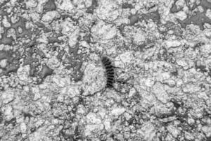 fotografia em tema lindo peludo lagarta dentro pressa para virar para dentro borboleta foto