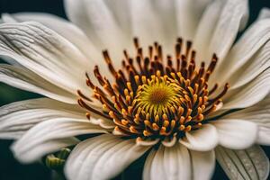 ai gerado uma fechar acima do uma branco flor com amarelo Centro foto