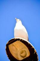 uma gaivota sentado em topo do uma rua luz foto