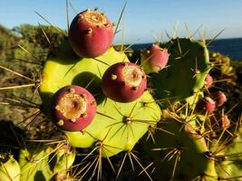 cacto plantas com fruta em a de praia foto