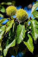 dois verde castanhas em uma árvore com verde folhas foto