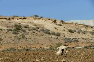 a animal crânio em a terra dentro a deserto foto