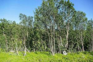 uma floresta com árvores e Relva foto