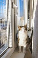 gordo gato sentado em peitoril atrás cortina, janela com segurança internet para gatos. ensolarado clima, azul céu. suave foco foto