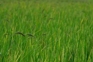 fundo foto do arroz Campos e arroz