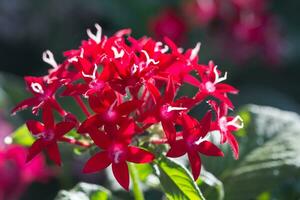 Espinho flor. vermelho Espinho flor foto