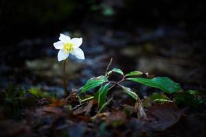 flor branca helleborus niger foto