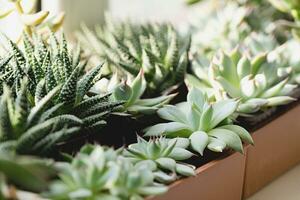 muitos lindo suculento plantas topo Visão foto