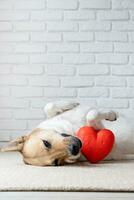 cachorro segurando vermelho coração, deitado em tapete às casa foto