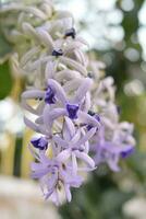 uma ramalhete do roxa guirlanda flores é florescendo ao longo a cerca. foto