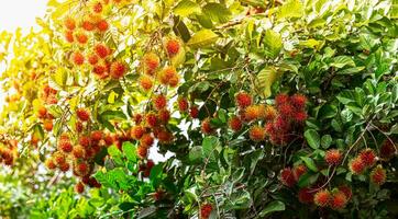 rambutan fruta em a rambutan árvore esperando para a colheita dentro a agricultura Fazenda às asiático, plantação tailandês fruta árvore Pomar ao ar livre natural. foto