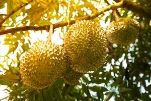 durian rei do fruta a partir de Tailândia durian fruta durian cascas, durian amarelo carne, tropical sazonal fruta. foto