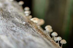 fungo, fungos, cogumelo pequeno Muito de crescendo em madeira foto