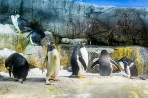 pinguins grupo em pé em Rocha foto