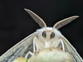 fechar-se do uma de borboleta asa dentro natureza foto