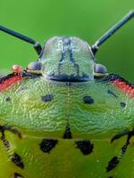 fechar-se do verde inseto olho dentro animais selvagens meio Ambiente foto