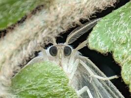 fechar-se do uma verde borboleta em uma folha dentro natureza foto