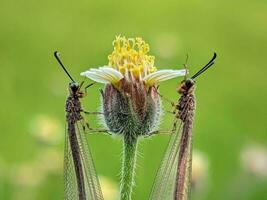 fechar-se do uma borboleta em uma flor foto